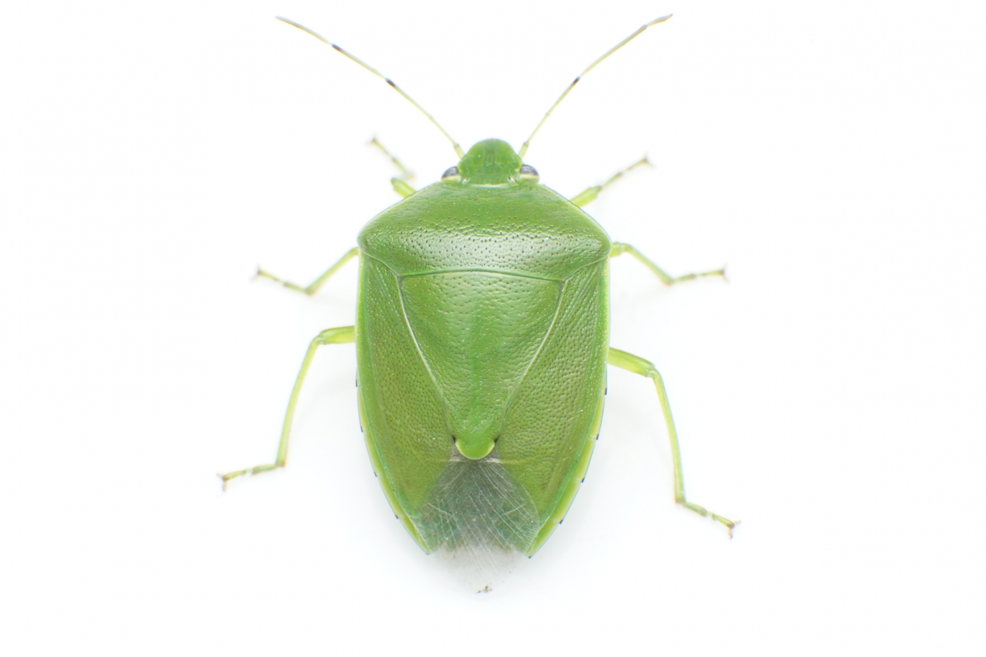 カメムシはどんな虫か