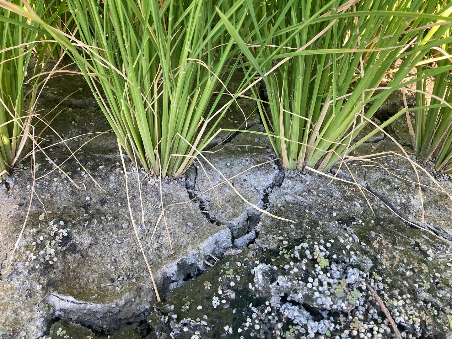 田起こしがもたらす具体的な効果