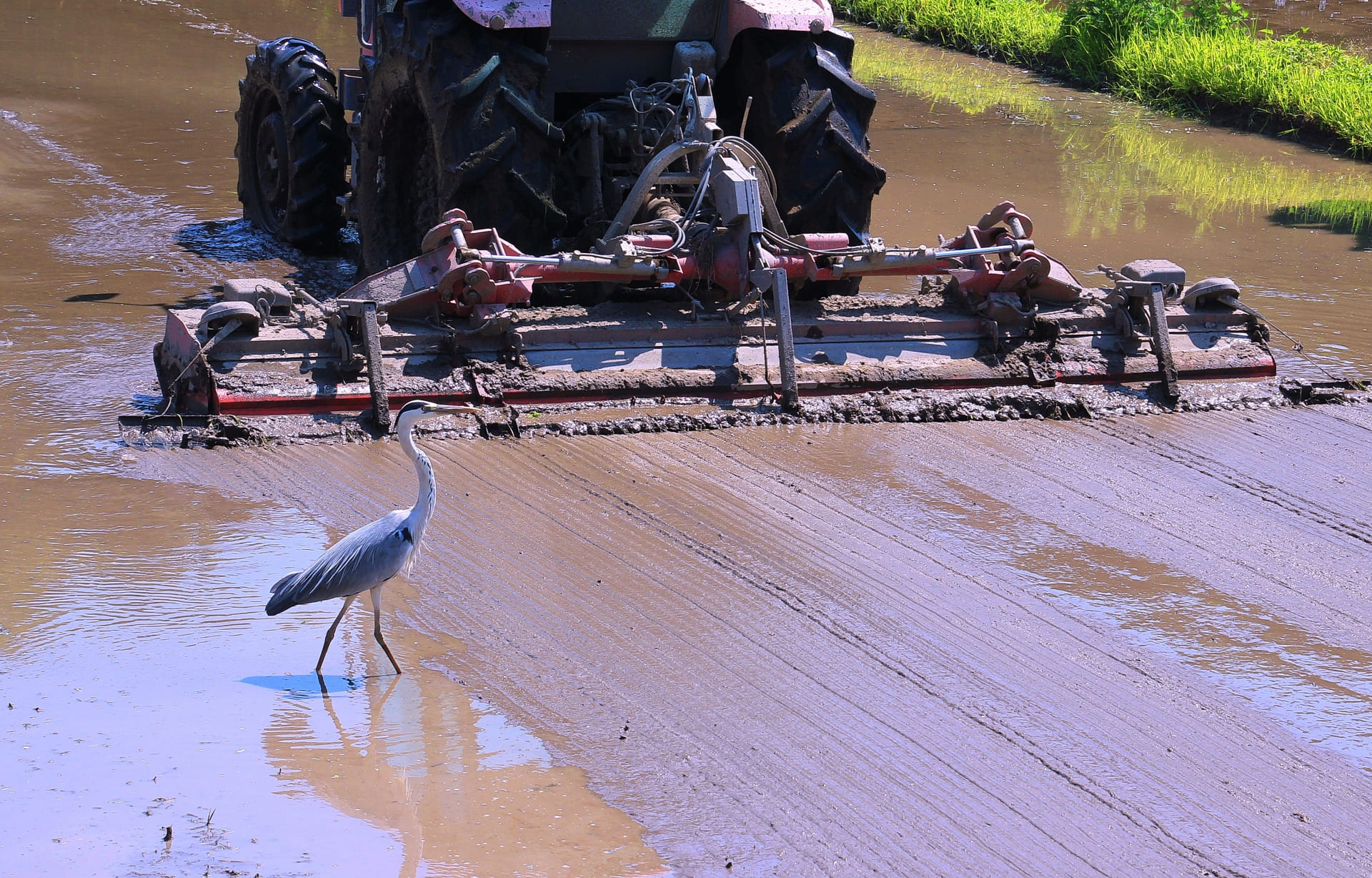 田植えの前に行う「代かき」とは
