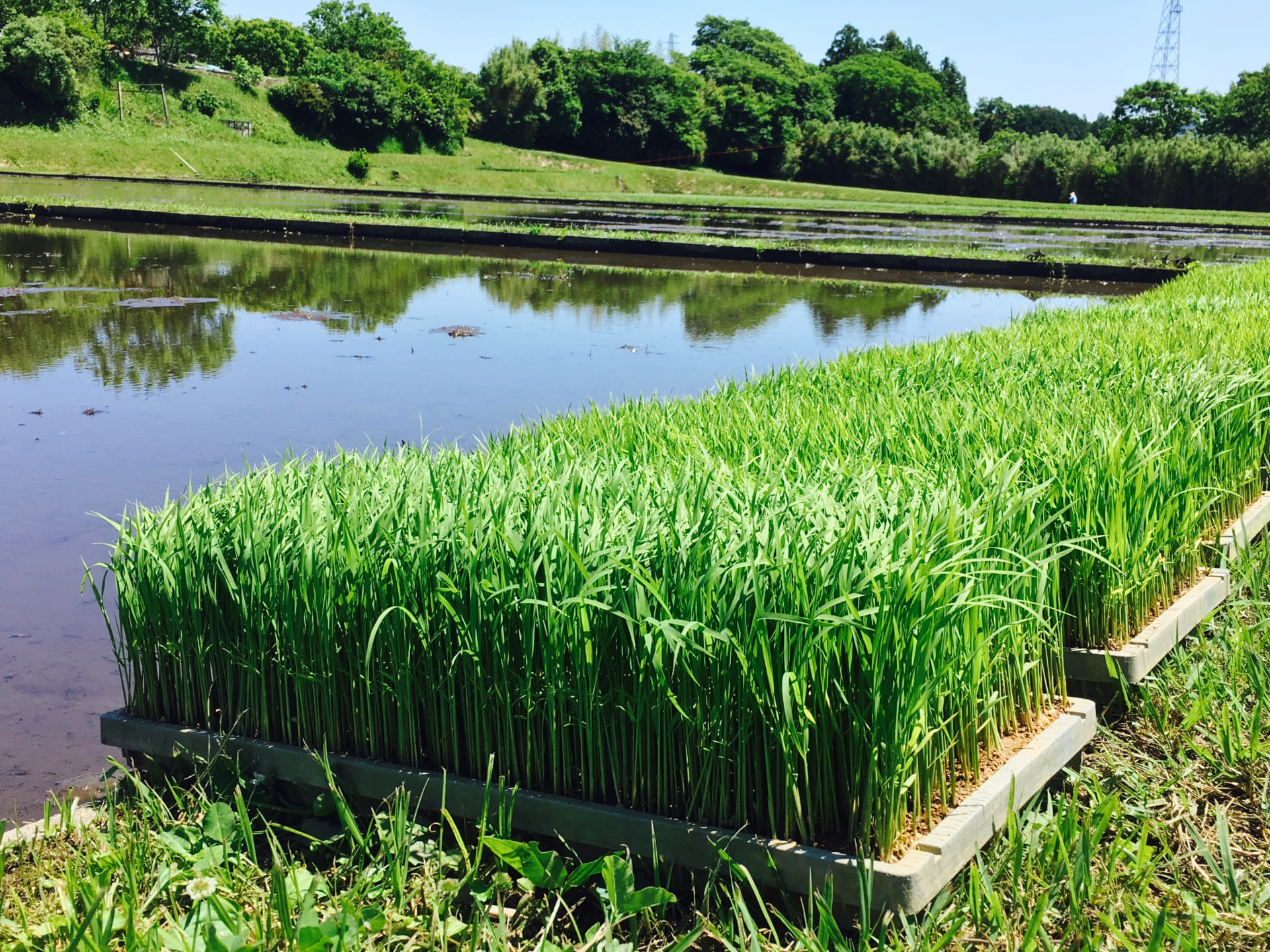 田植えのポイント