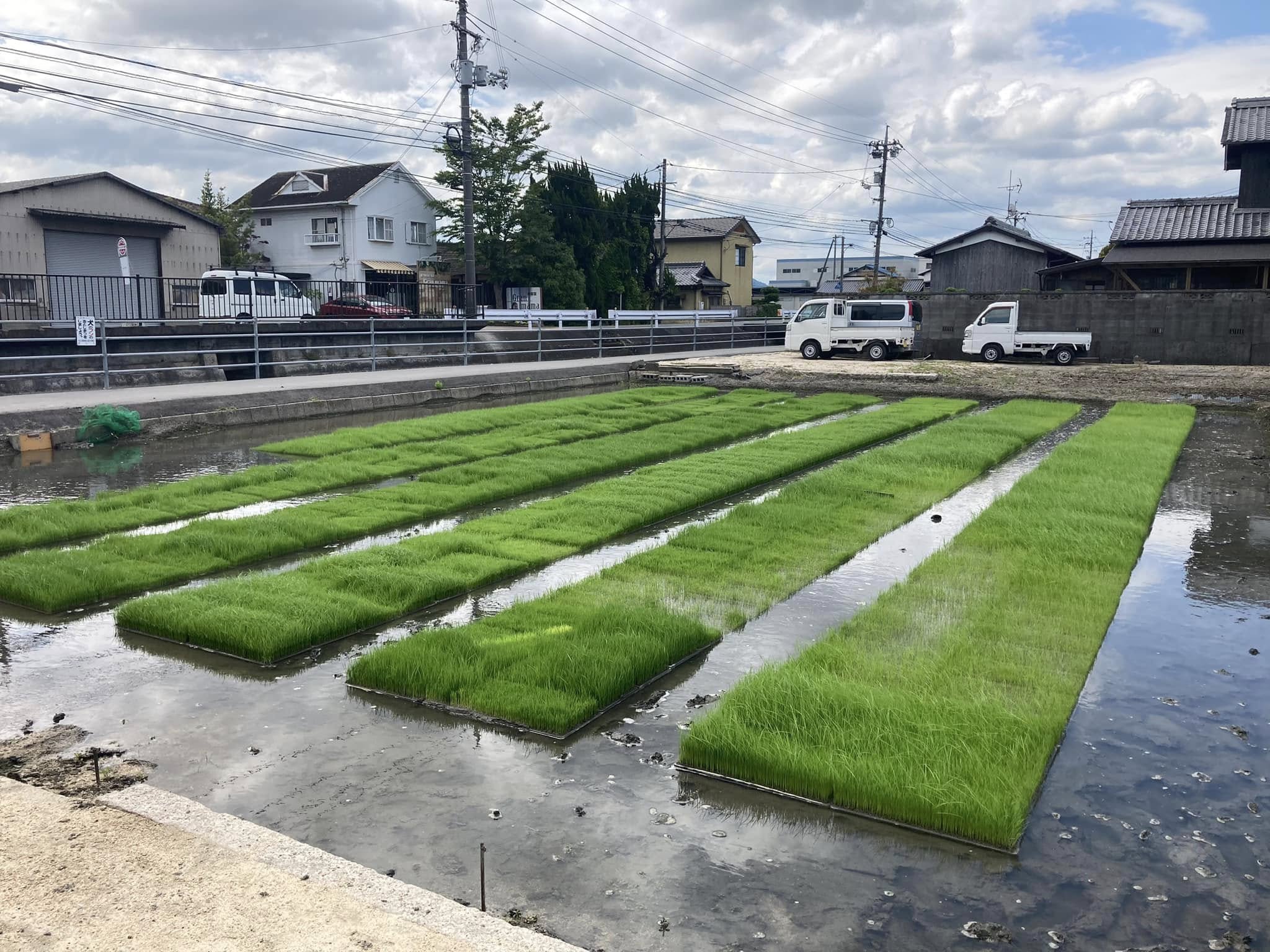 農家が考える芽出しの重要性