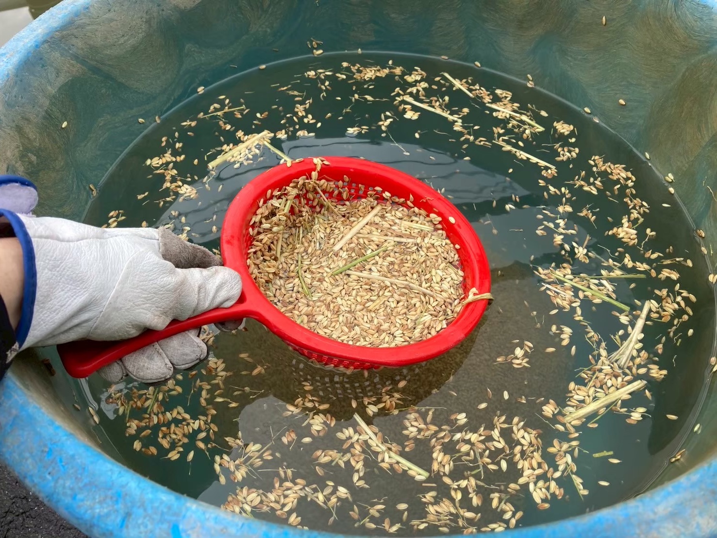 塩水選のやり方