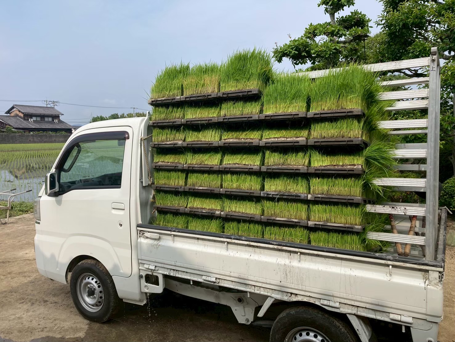 田植えの1日の流れ
