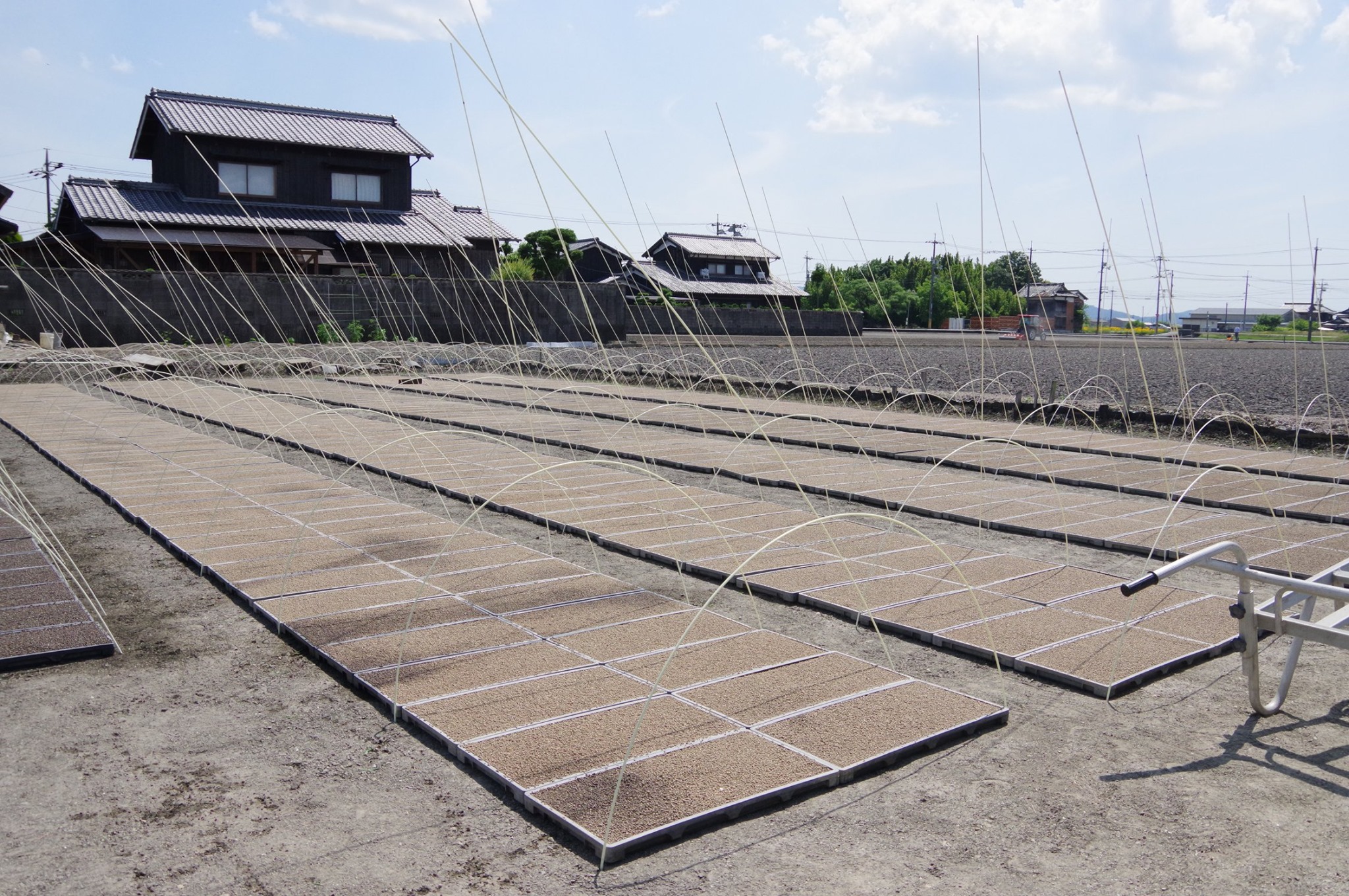 稲作の「播種（はしゅ）」とは