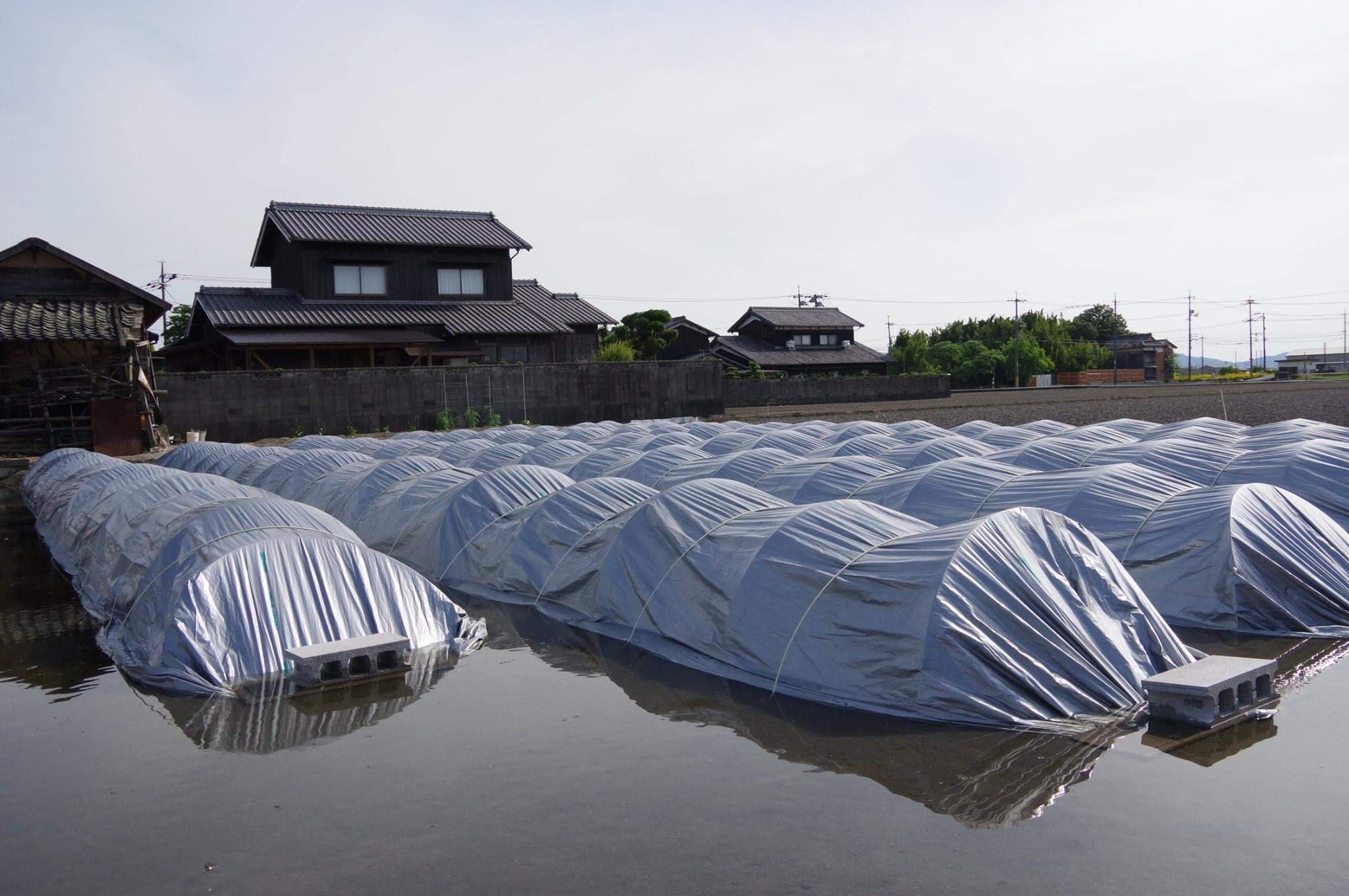 兼業農家の育苗｜出勤前のチェック