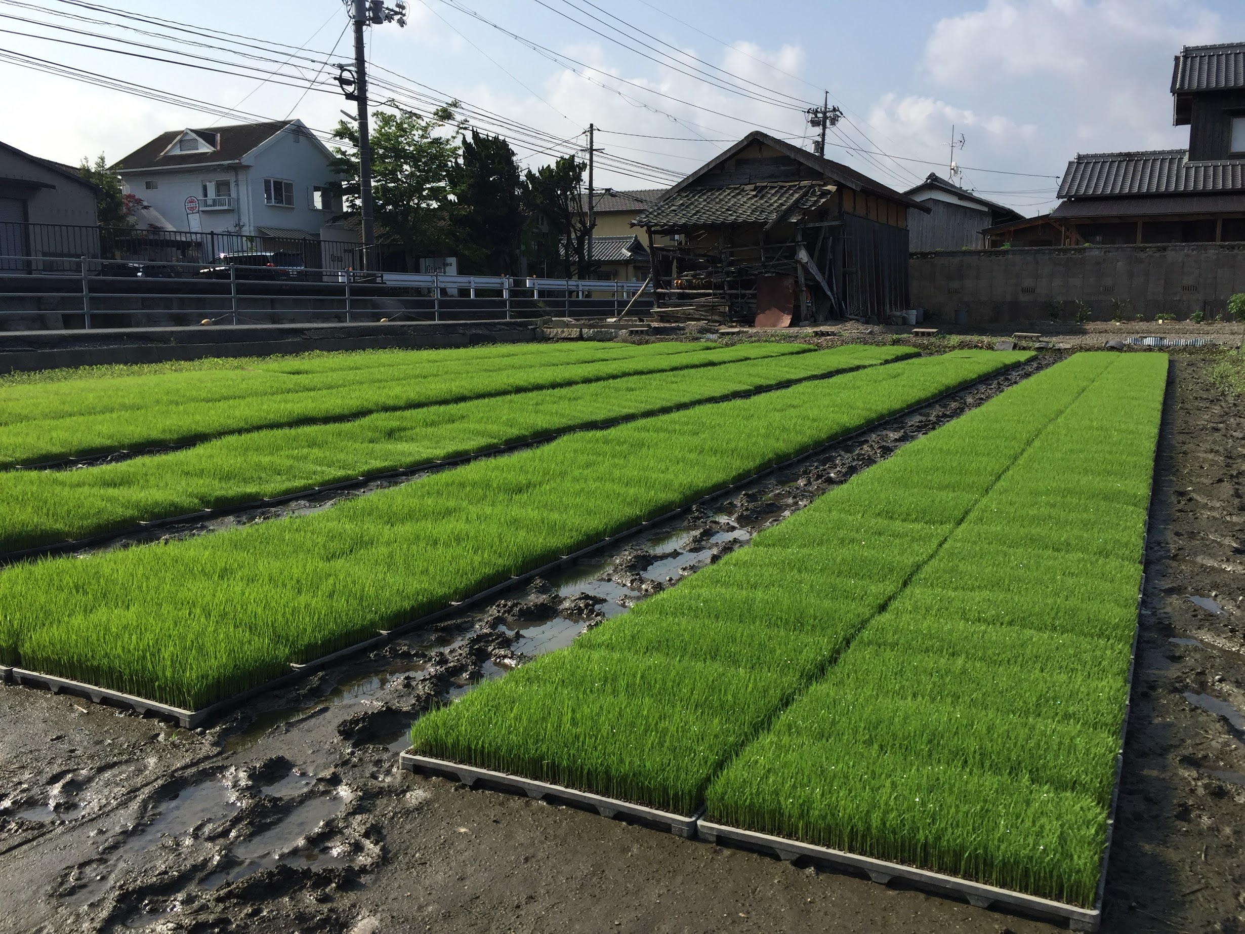 播種の次は「育苗」へ