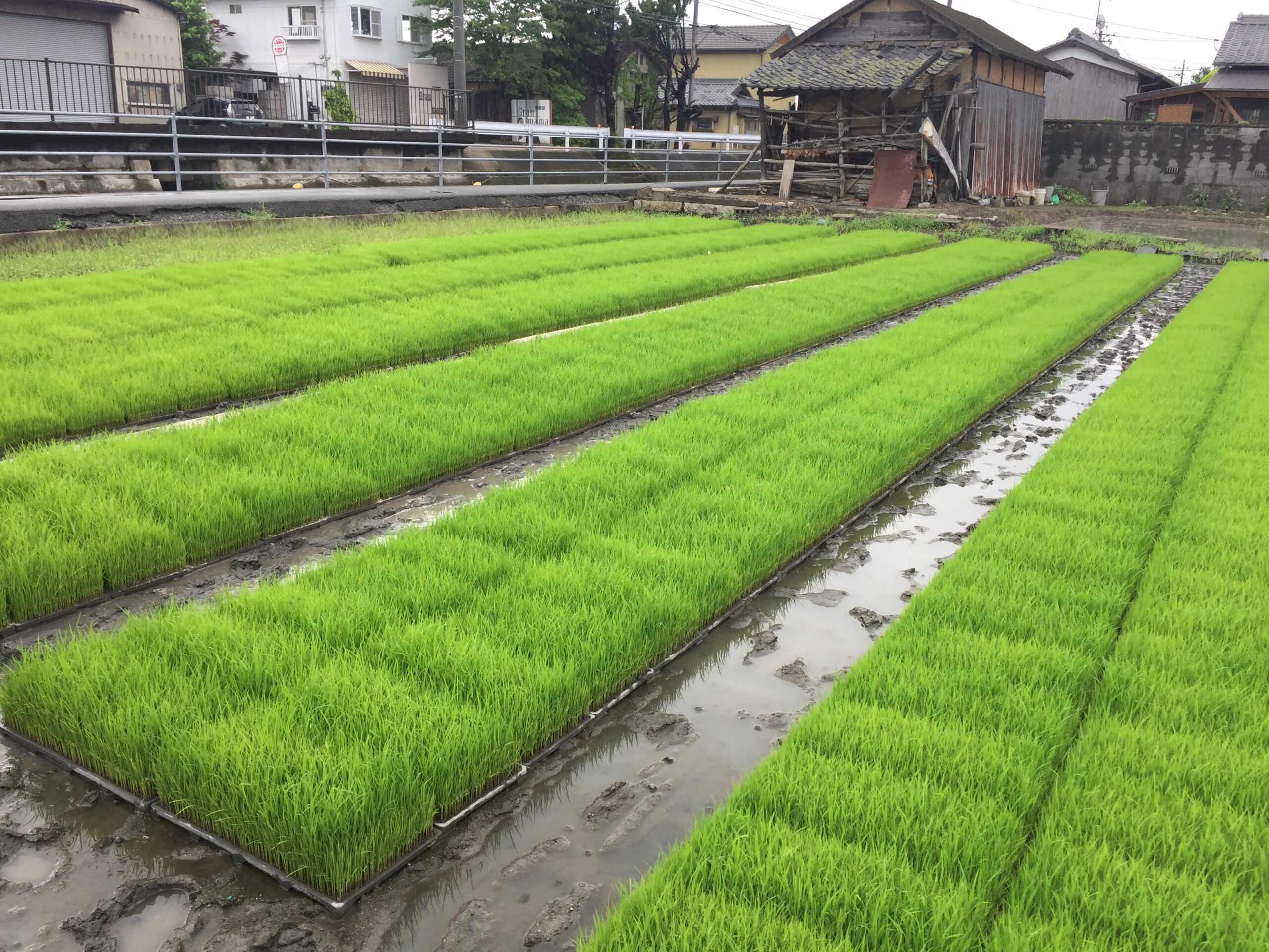 育苗初期の出芽のポイント