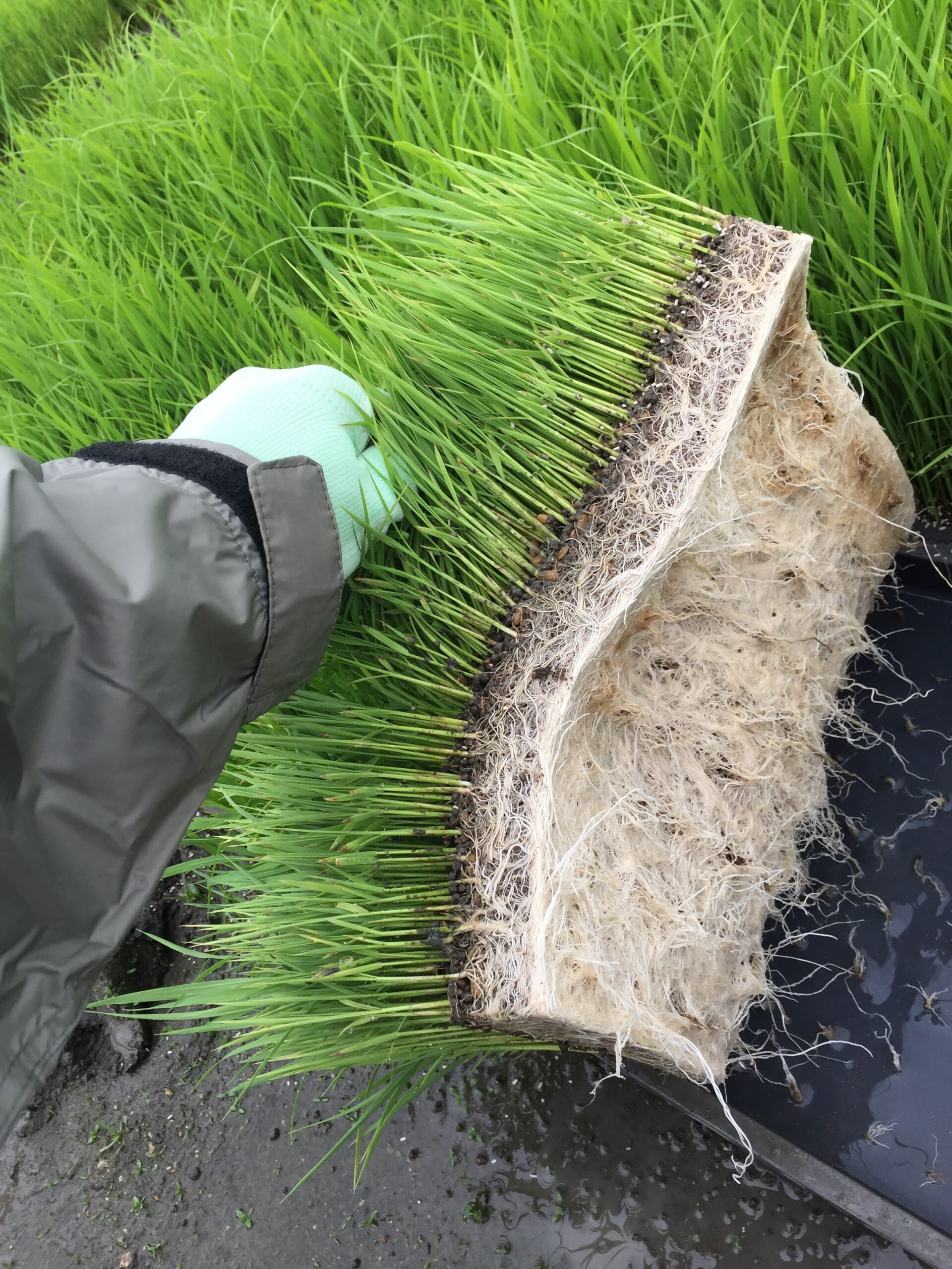 良い稲の苗を見分けるポイント