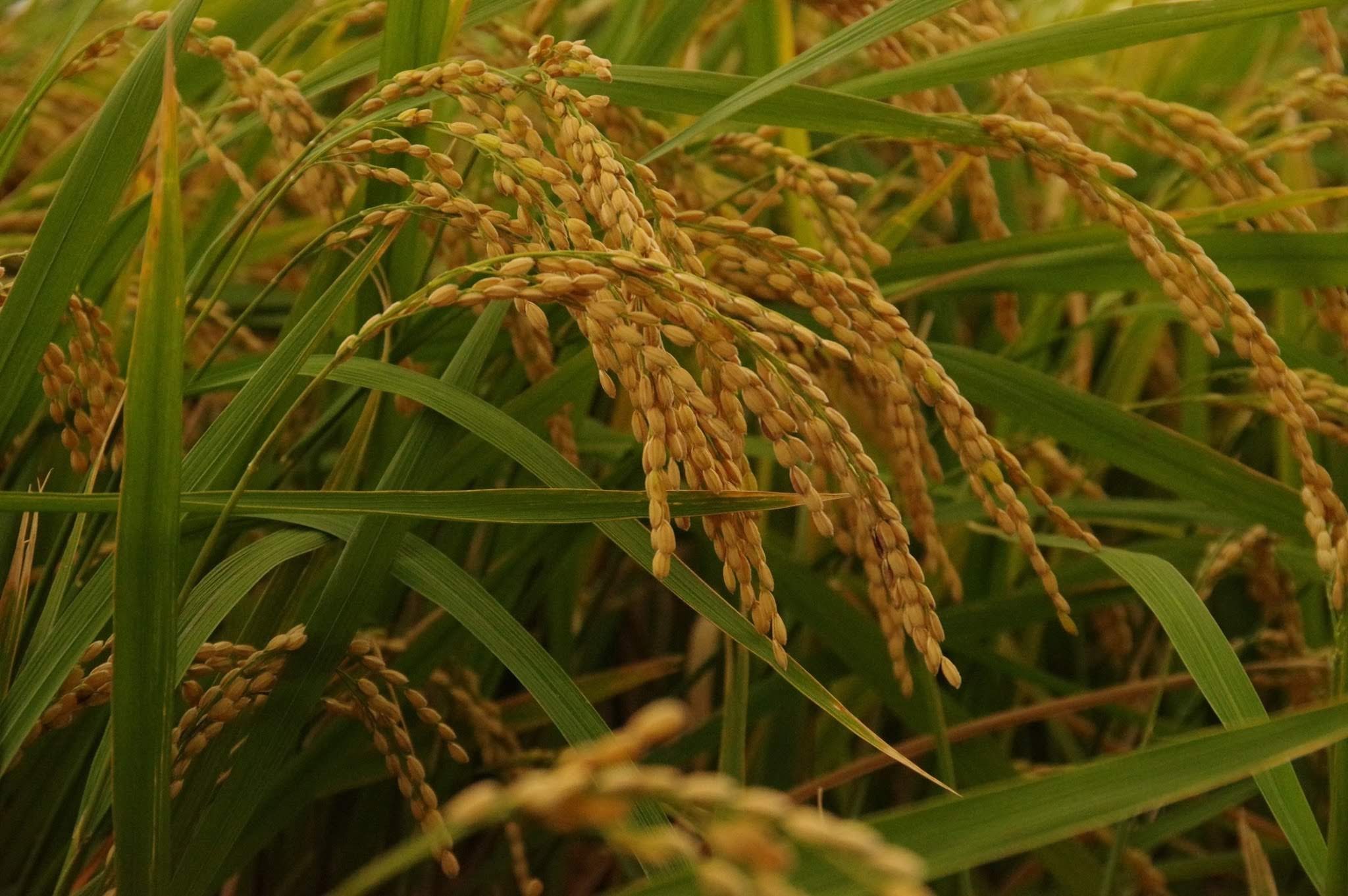 なぜ環境について考えるようになったのか