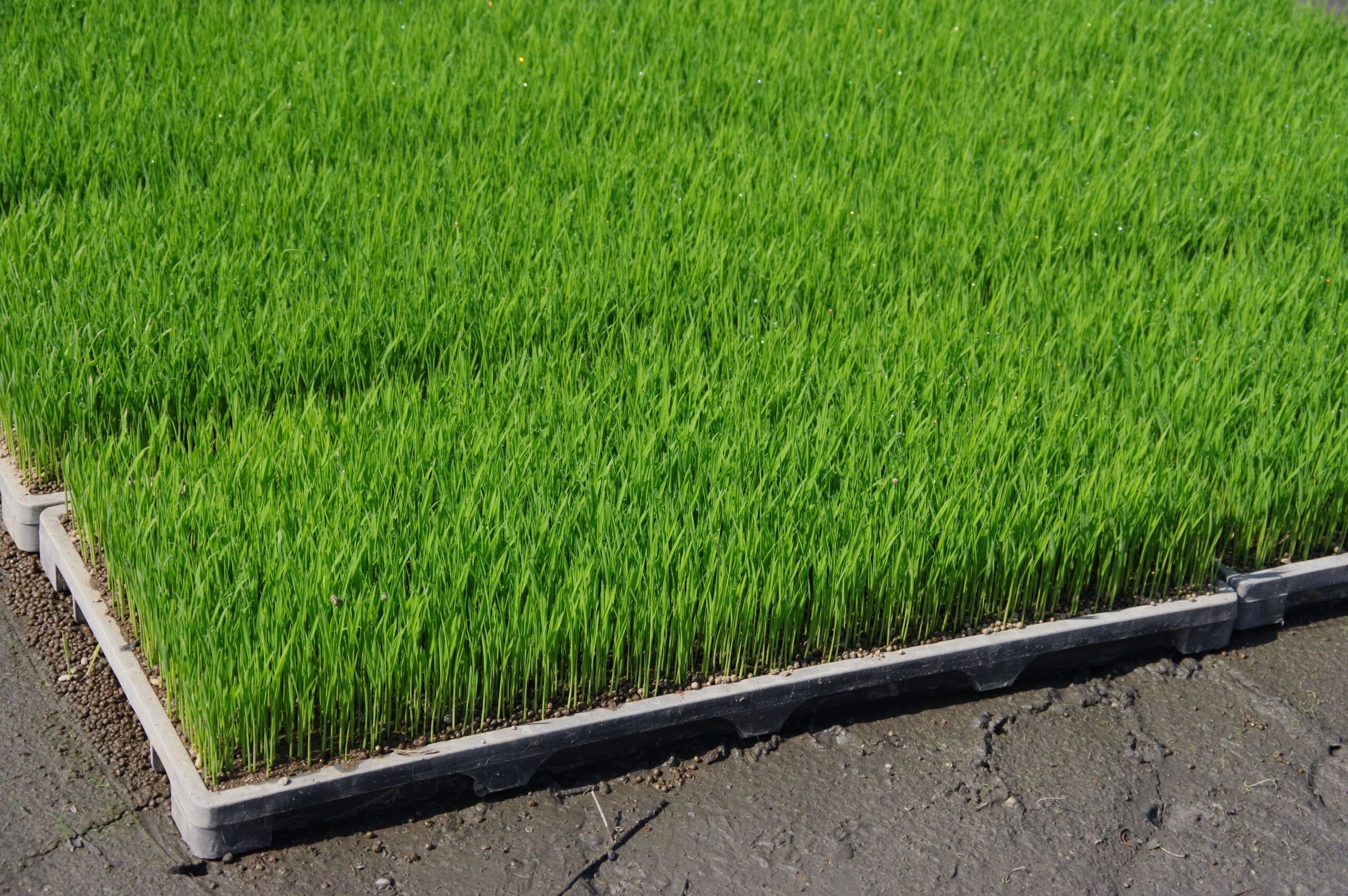 健やかな苗を育む「緑化」と「硬化」の育苗管理