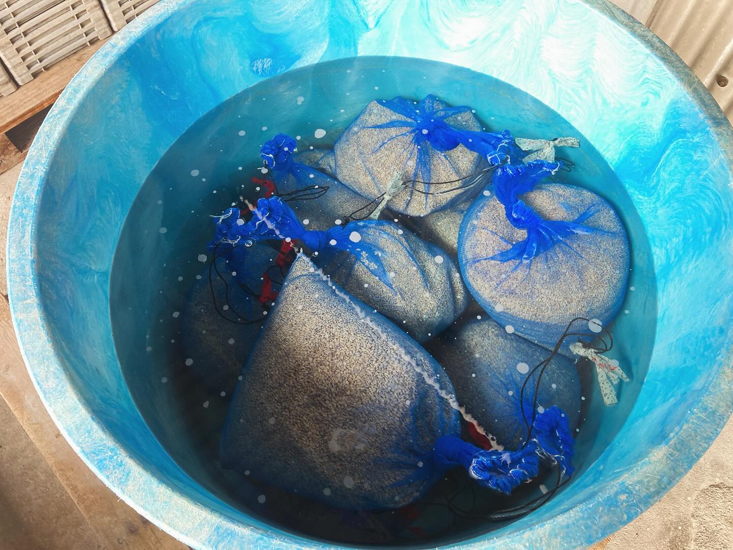 芽出しのやり方