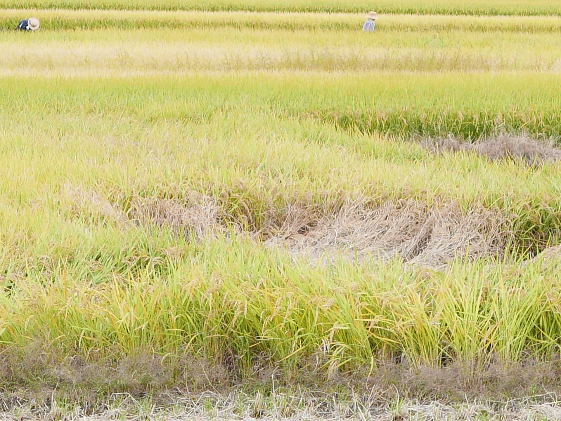 稲に発生しやすい代表的な病気と害虫