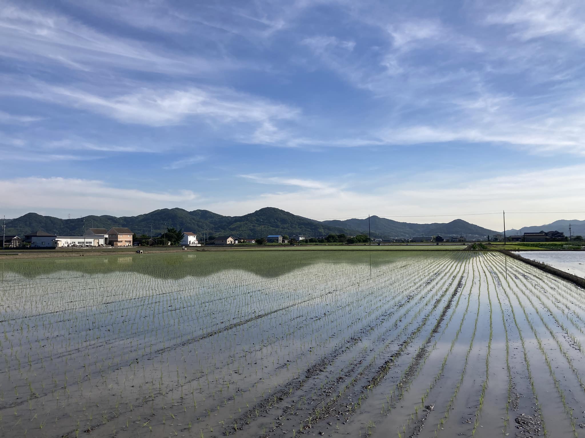 なぜ田んぼに水が必要なのか