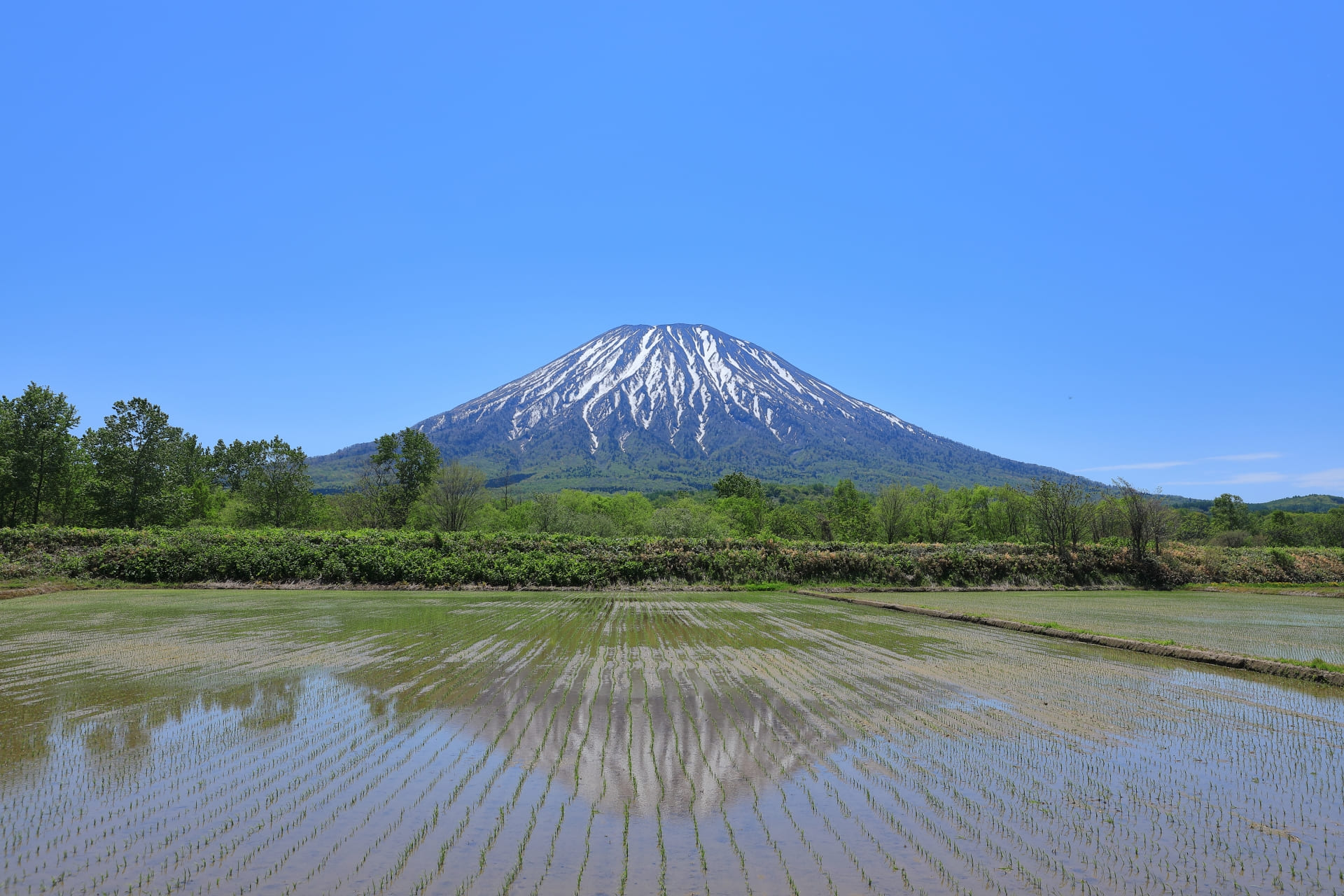 農家が感じるゆめぴりかの魅力