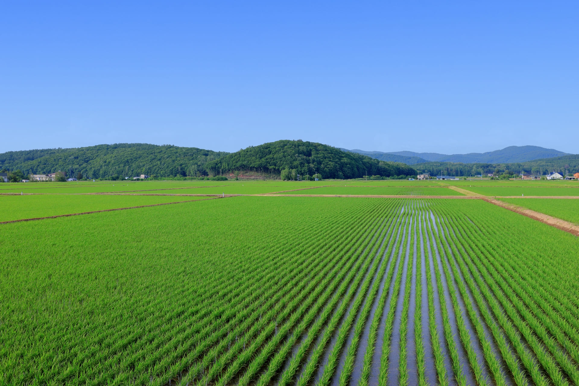 まとめ｜ななつぼしは食べやすさと粒立ちの良さが魅力の北海道米