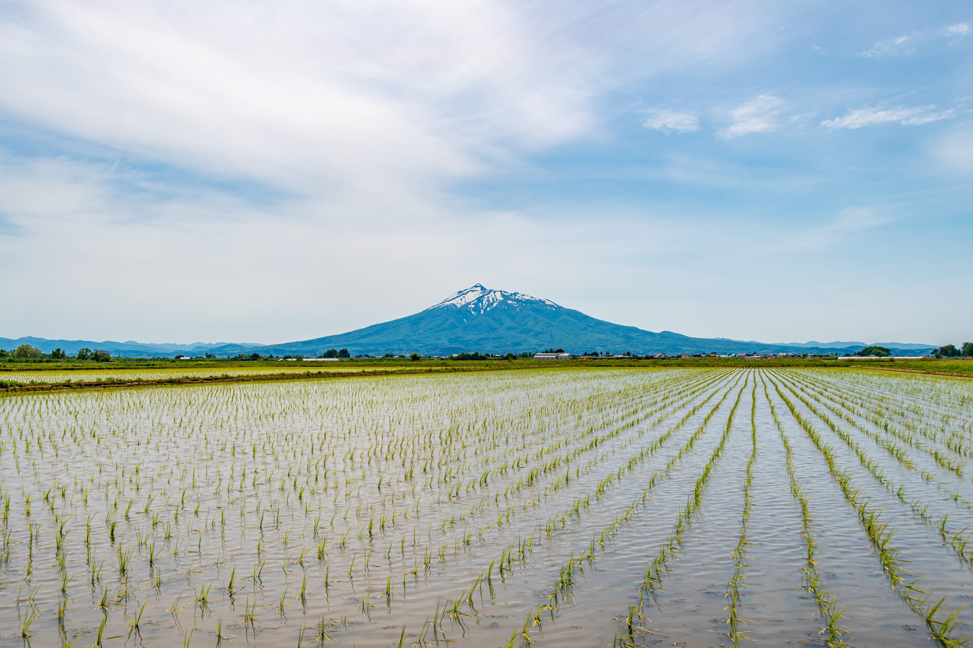 まっしぐらの基本情報