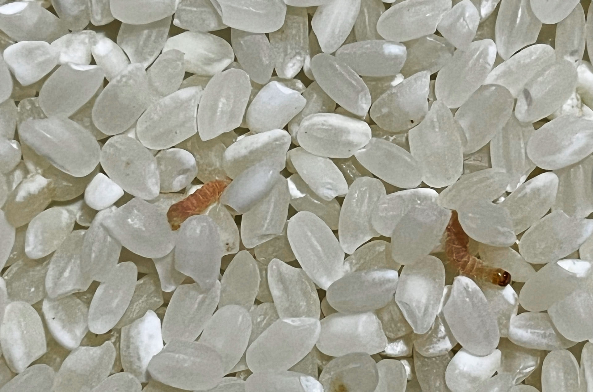 お米に虫がわいたらどうする？