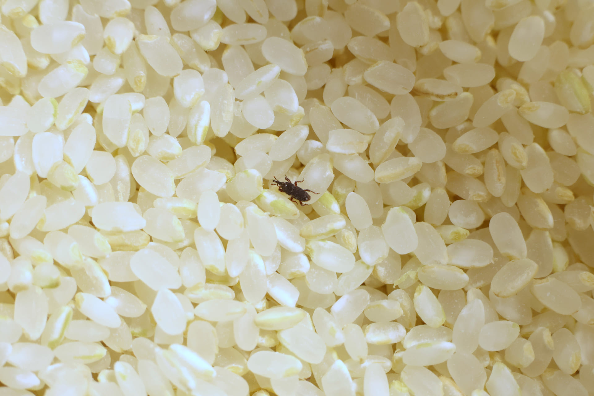 常温保存したお米の虫対策