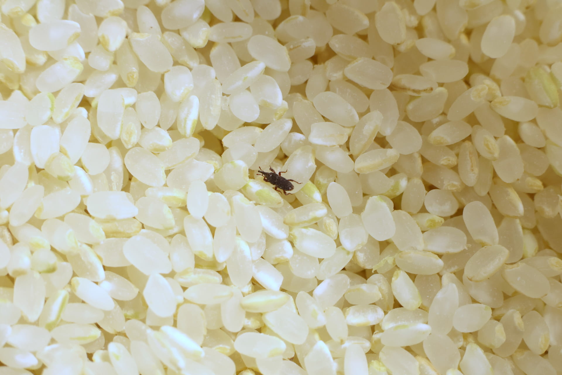 米の防虫剤を使っても虫がわくことはある？