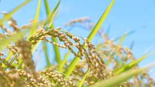お米の品種「アケボノ」とは？特徴やおすすめの食べ方を農家が解説！