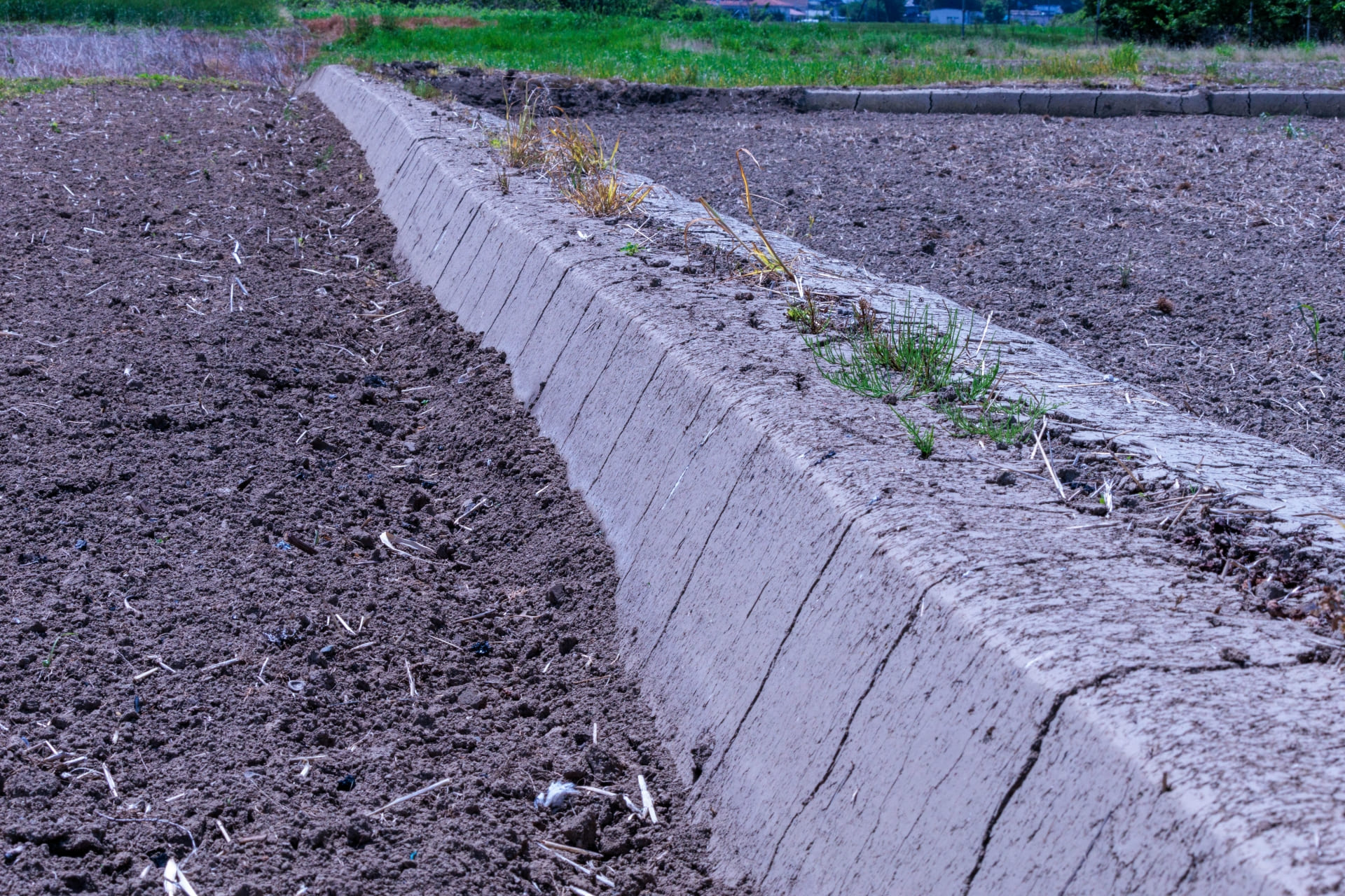 畦塗りとは？目的・効果を農家が解説｜水管理を支える田んぼの重要作業｜フジモト農園