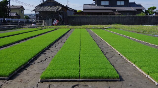 お米づくりの流れ｜育苗の流れと苗づくりの重要性を解説