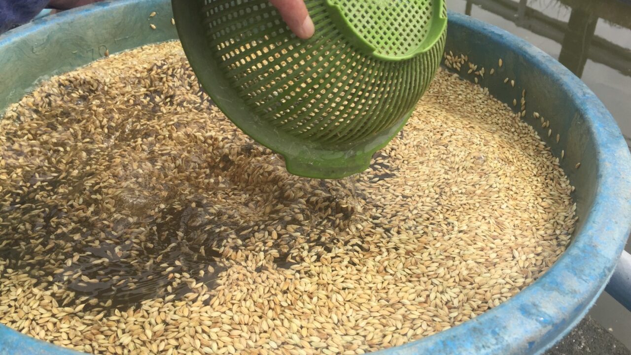 塩水選とは？目的・効果・やり方を農家がわかりやすく解説【種子消毒も紹介】