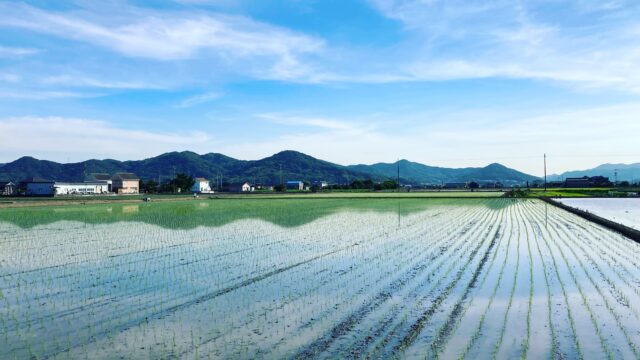 お米づくりの流れ｜代かきから田植えまで
