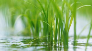 お米づくりの流れ｜なぜ田んぼに水が必要？農家が教える水管理の役割と理由