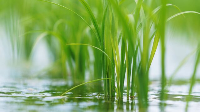 お米づくりの流れ｜なぜ田んぼに水が必要？農家が教える水管理の役割と理由