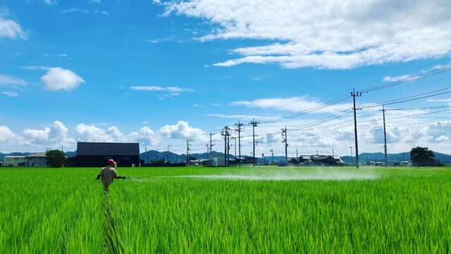お米づくりの流れ｜夏の防除と病虫害対策！なぜ稲に農薬が必要？